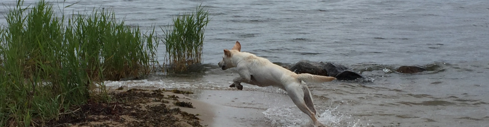 Hundvardag i Linköping